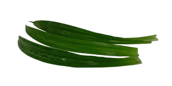 Pandan leaves