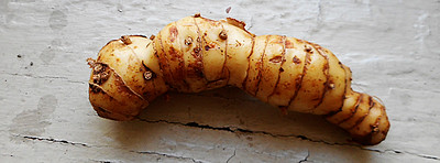 Galangal root