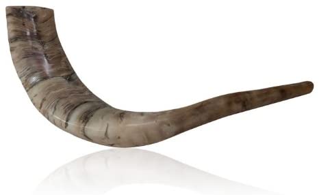 Polished Ram Horn Shofar