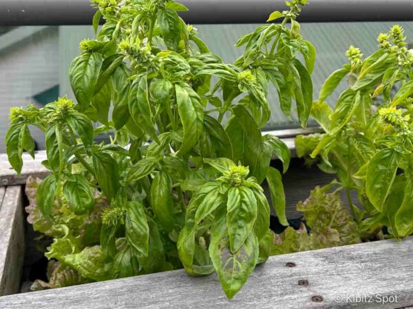 Fresh basil growing in a planter